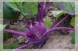 Kohlrabi