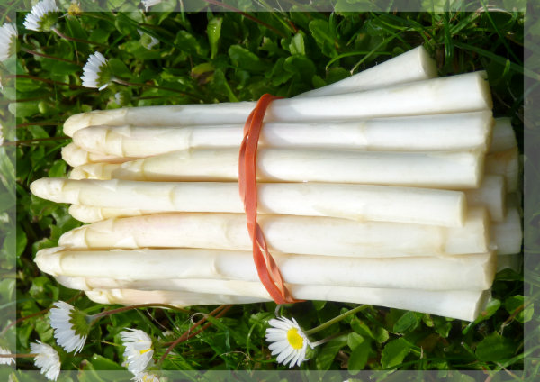 Spargel